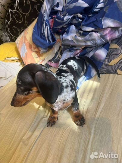 Щенки мраморной таксы