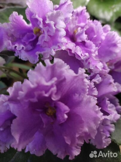 Фиалки Разные сорта и детки