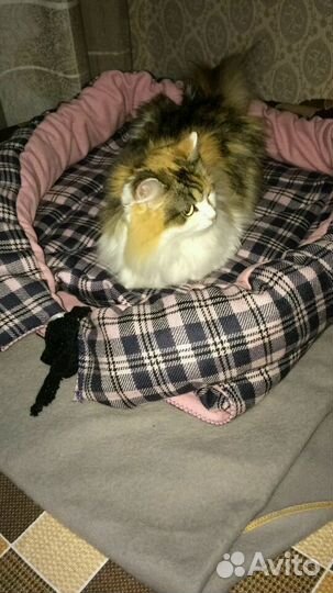 Лежанка для питомца