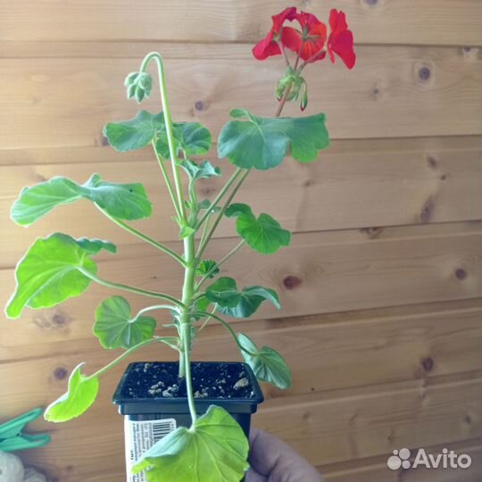 Пеларгония герань