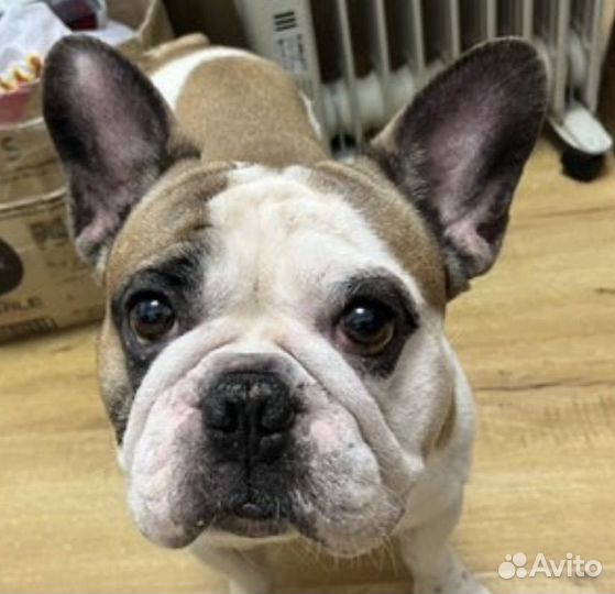 Брошь Французский бульдог