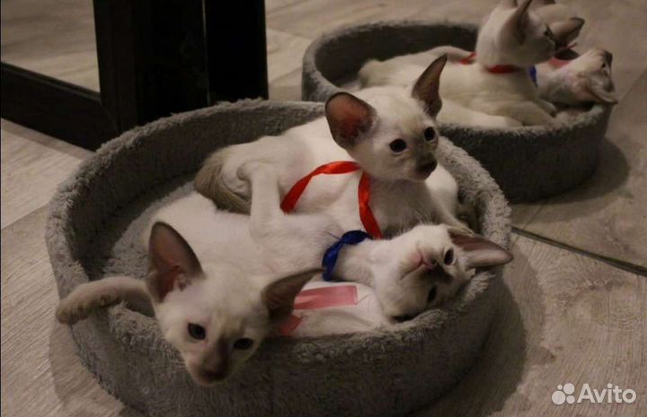 Котята ориентальная