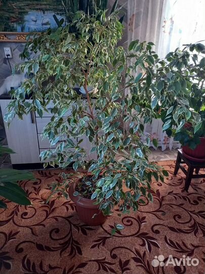 Фикус бенджамина большой