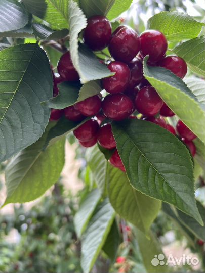 Черешня оптом