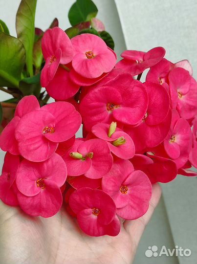 Продам комнатные растения