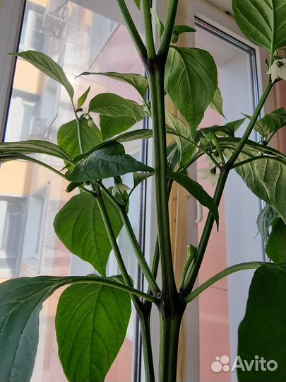 Перец острый холопеньо