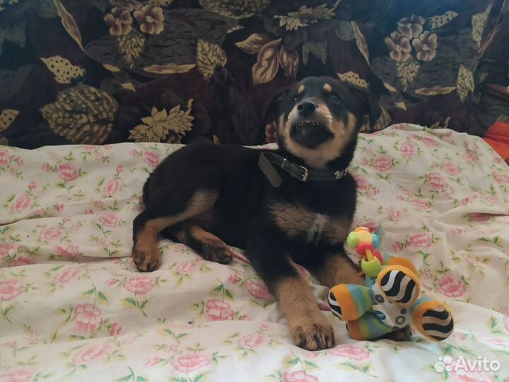 Щенок мальчик классический