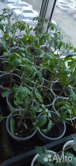 Рассада помидор черри