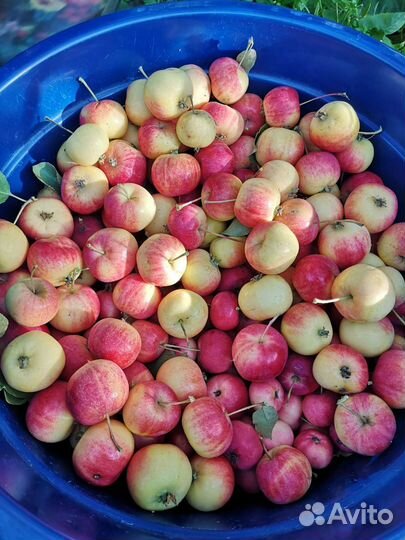 Саженцы плодовых деревьев и декоративных растений