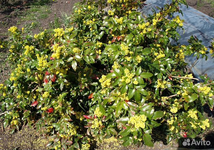 Вечнозелёная магония падуболистная