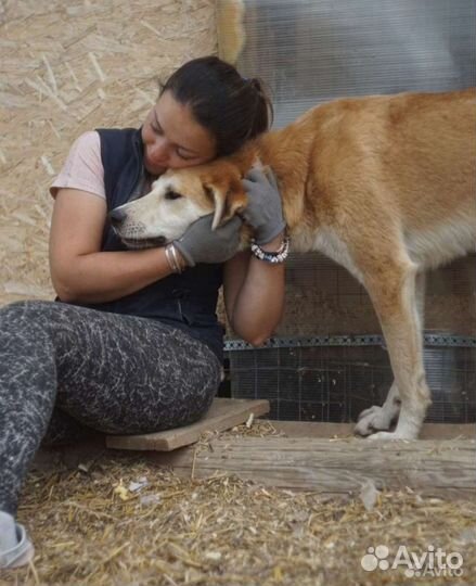 Добрые домашние собаки бесплатно в добрые руки