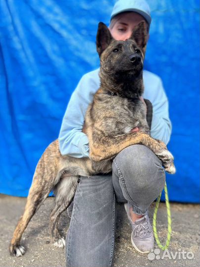 Девочка с тигровым окрасом ищет дом