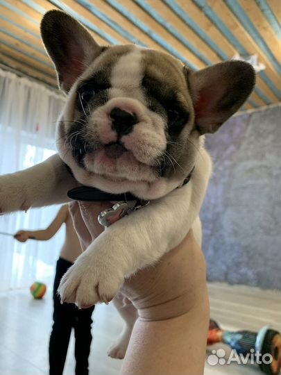 Французский бульдог