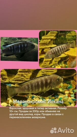 Аквариумные рыбки цихлиды