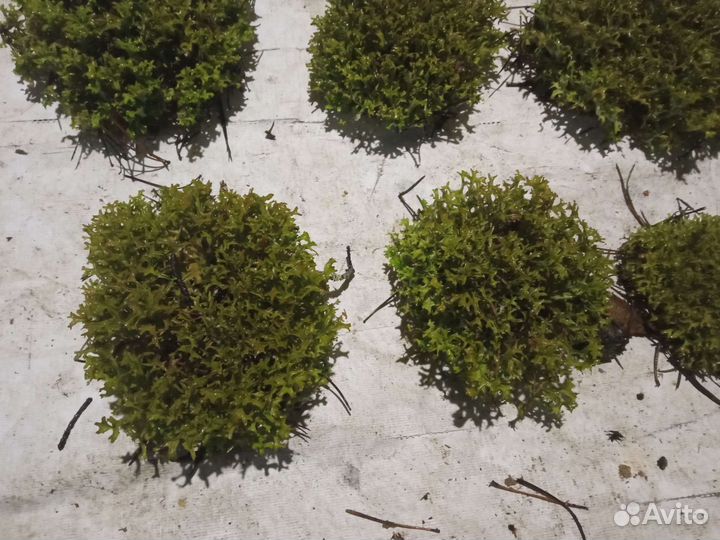 Цетрария декоративная