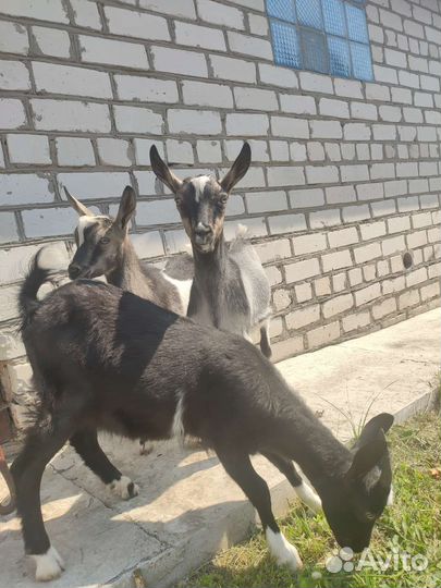 Альпийские козлята
