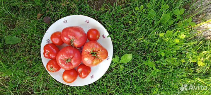 Помидоры свежие домашние