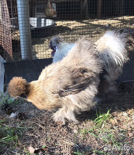 Куры китайские шелковые пуховые