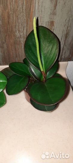 Пеперомия зеленая, магнолиялистная