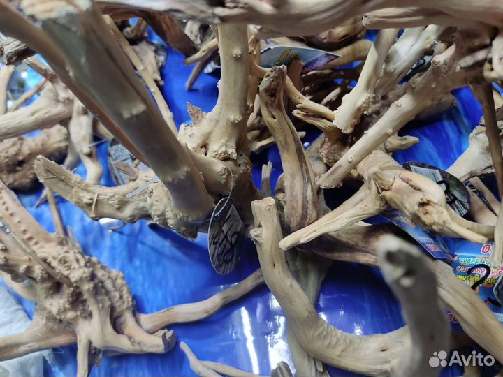 Коряги азалия