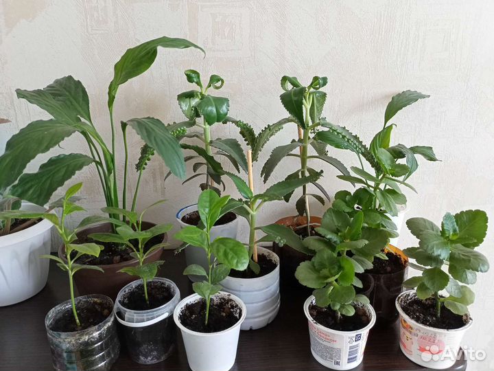 Каланхоэ лечебное, цветущий. Денежное дерево