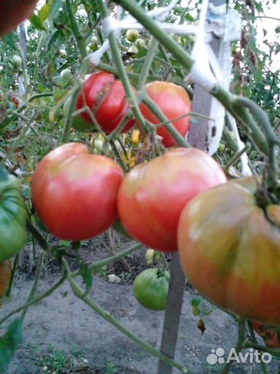 Семена томатных гномов