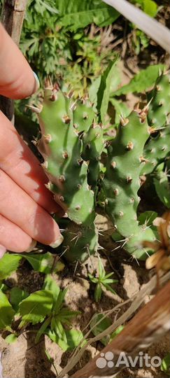 Кактусы(опунции) морозостойкие/Жирянка тина