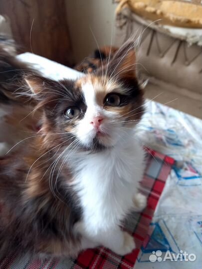 Котята отдам даром