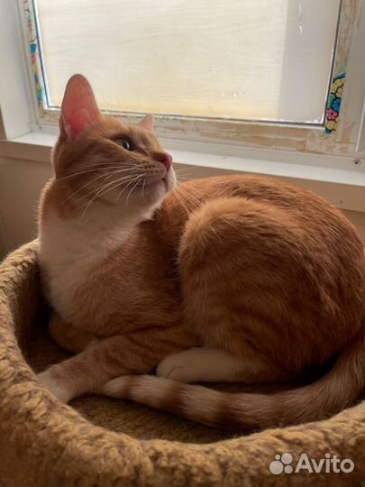 Рыжий добрый кот