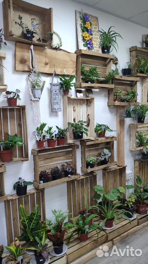 Комнатные растения