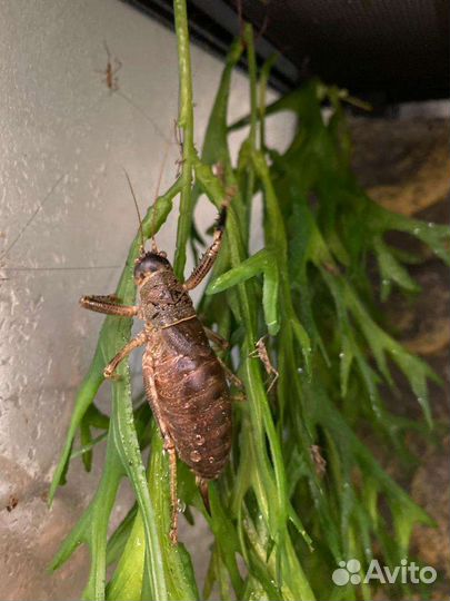 Мексиканские кузнечики