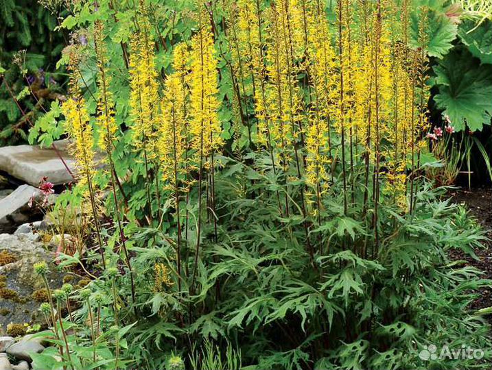 Бузульник из питомника растений