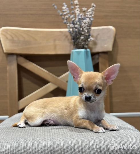 Чихуахуа мальчик мини