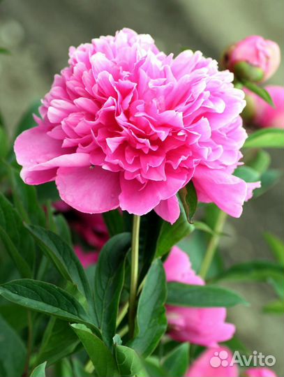 Пионы саженцы корни