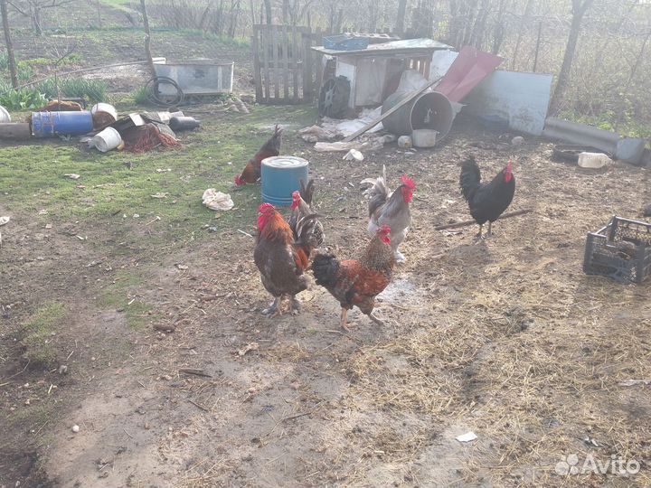 Куры петухи