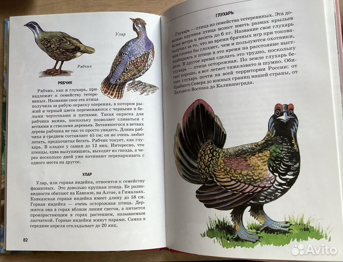 Книга серии «узнай мир» птицы