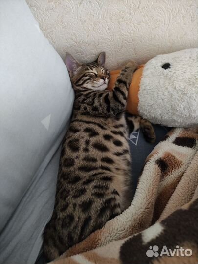 Бенгальская кошечка