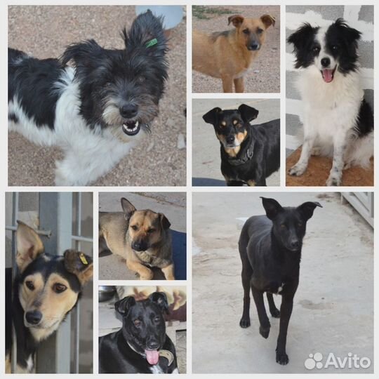 Собака в добрые руки