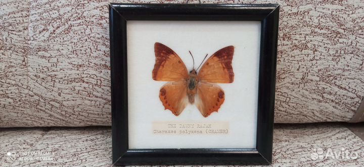 Бабочки в рамках