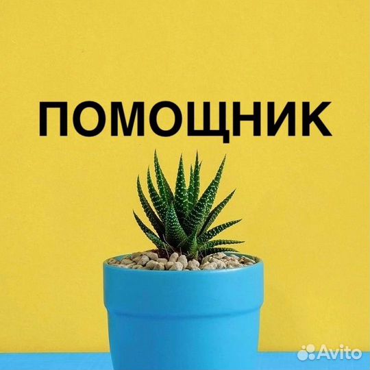 Помощник в кабинет