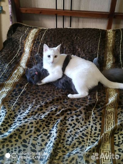 Котята в дар