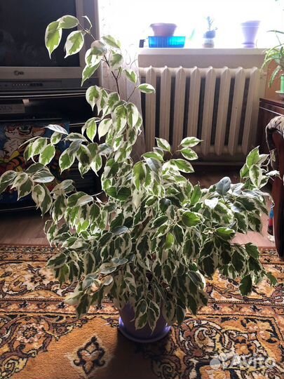 Бенджамина