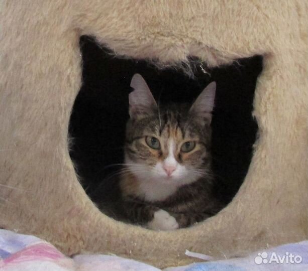 Кошечка в самые заботливые, надежные руки