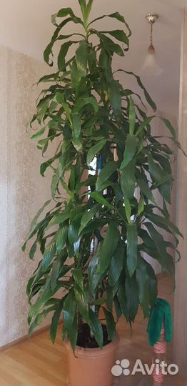 Комнатные цветы юкка