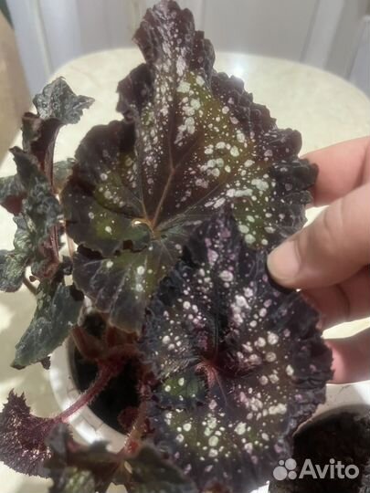 Бегония декоративно лиственная