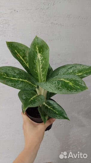 Аглаонема, араукария,замиокулькас,алоказия,монстер