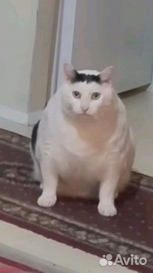 Отправляю котиков для поднятия настроения