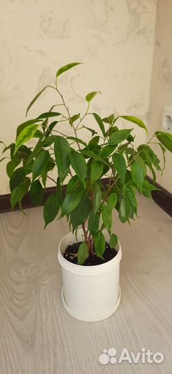 Фикус бенджамина