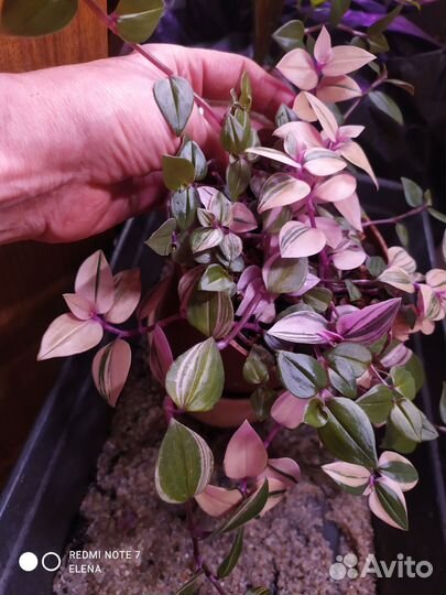 Традесканция Квадриколор