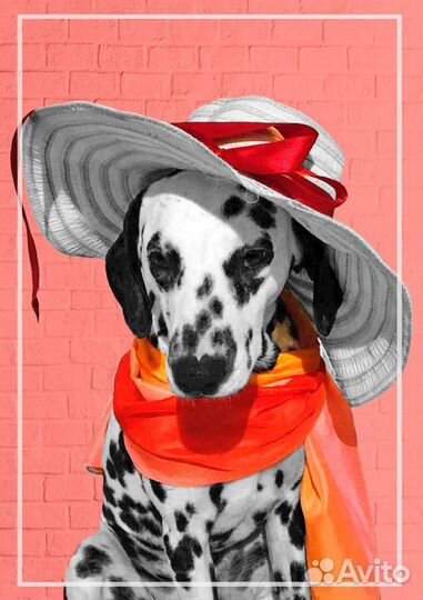 Далматинец вязка